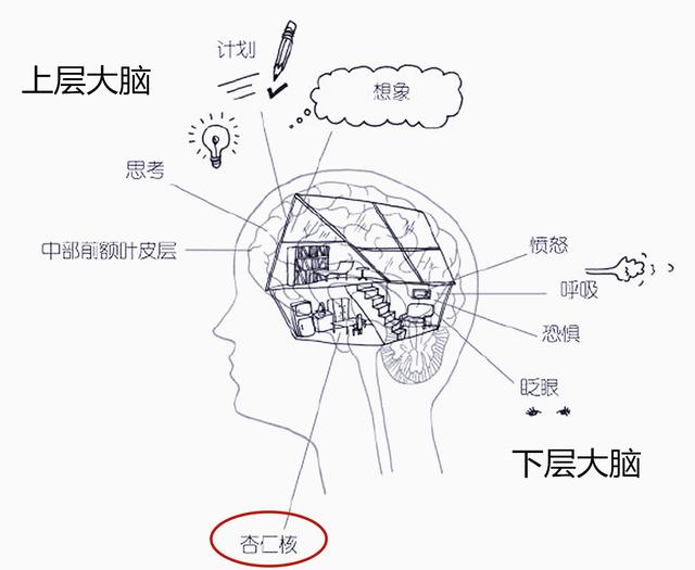 宝宝的情绪难失控,是因为宝宝的"控制中心"被锁在"上层大脑"