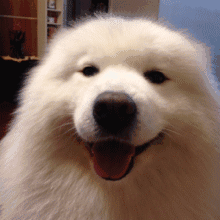 都是萨摩耶或柴犬我们网上看到的微笑狗狗你会发现秋田犬的灿烂笑容脑