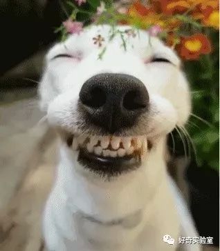 狗咧嘴笑表情包图片