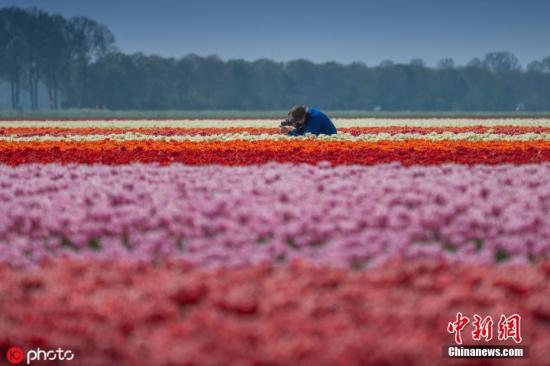 资料图:荷兰郁金香花海。图片来源:ICphoto