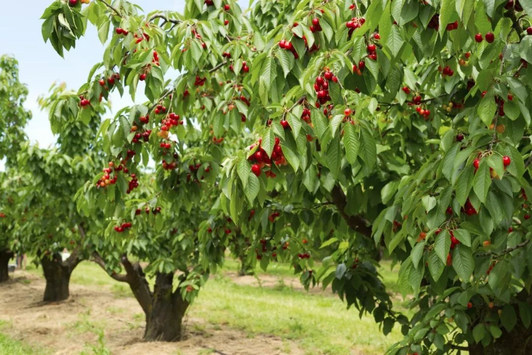 2019压轴好物智利心形车厘子饱满肉多甜脆到心底