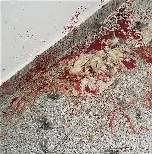 骇人!吉林白城某小区楼道,墙上都是血迹,疑似"案发现场",后来发现是.