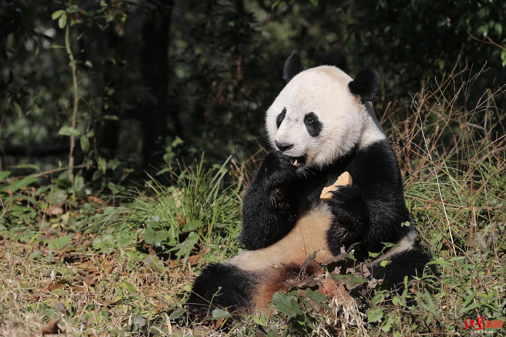 一个月胖了6斤,海归大熊猫"贝贝"与公众见面