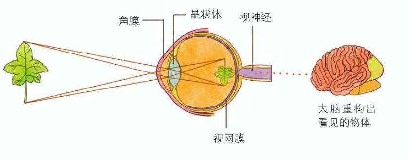视网膜效应图片