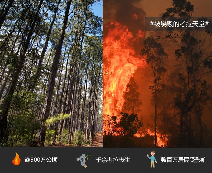 澳大利亚大火对比图。制图:董寒阳