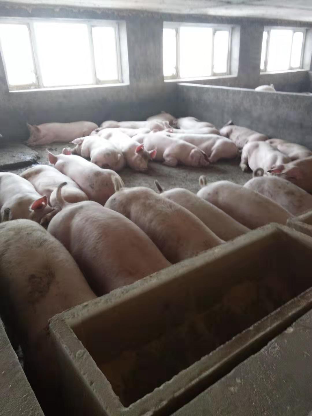 北京北郎中种猪场图片