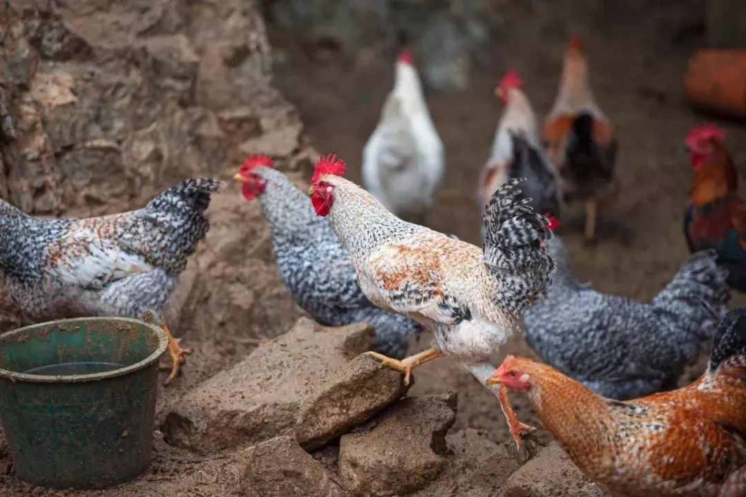 大化| 一只地道广西七百弄鸡,能有多美(味)?