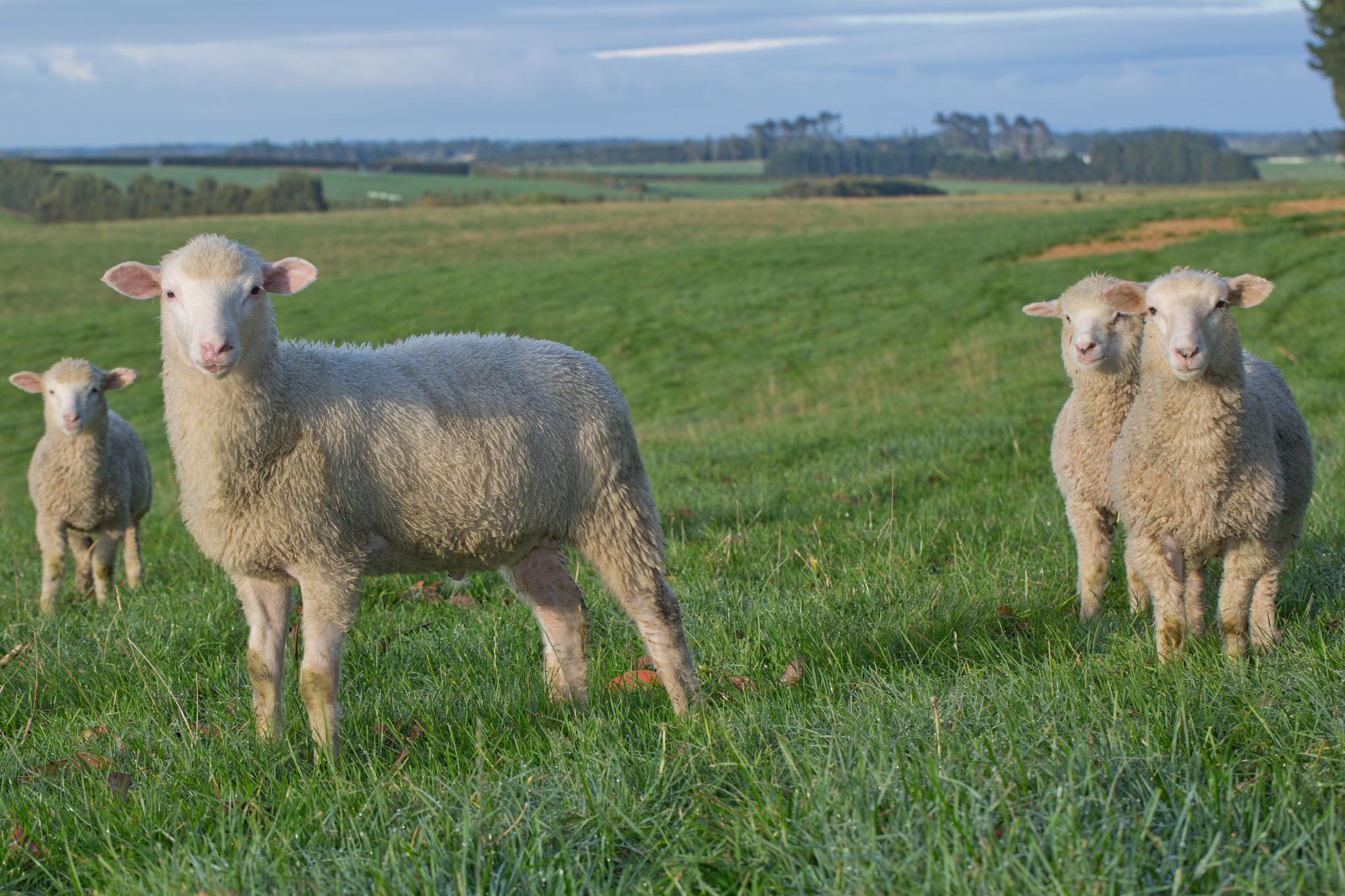 蓝河乳业:整合全球资源,致力做领先的绵羊奶粉品牌商