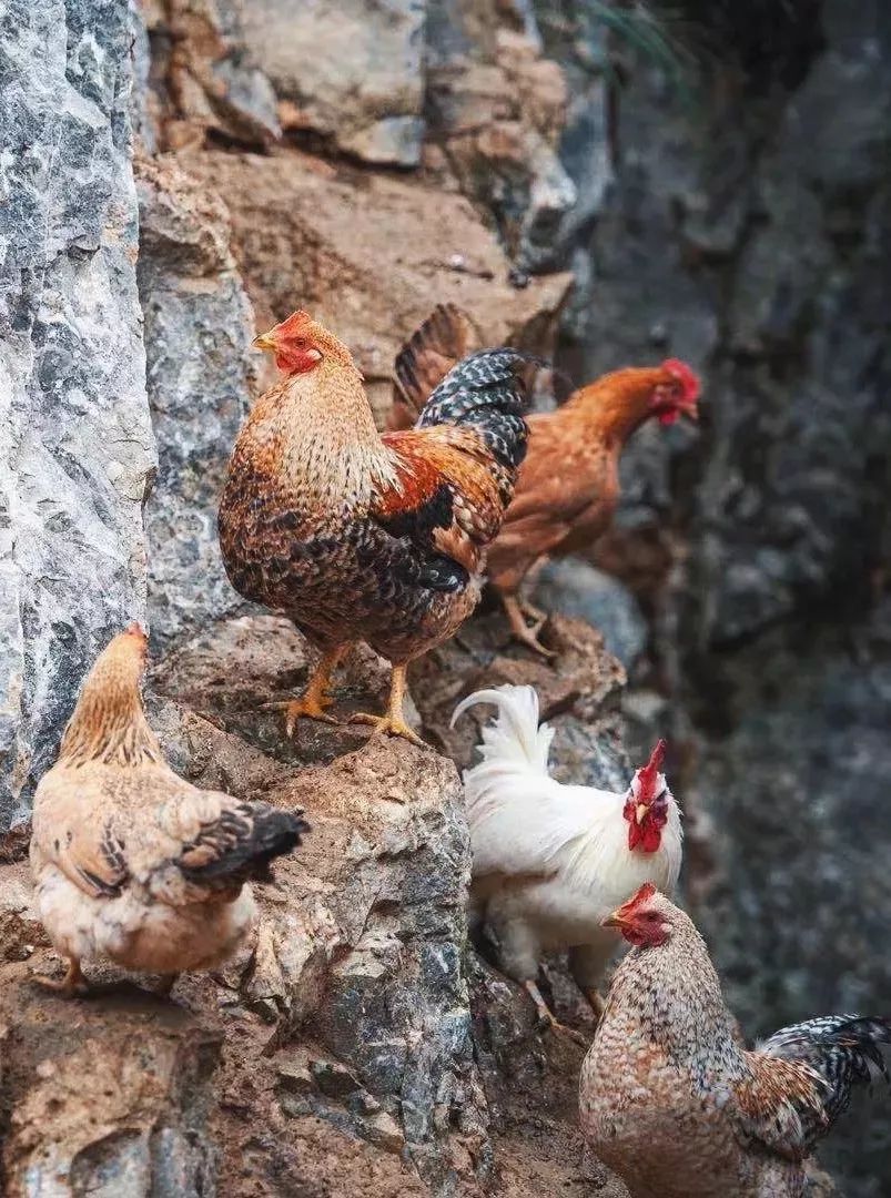 大化| 一只地道广西七百弄鸡,能有多美(味)?