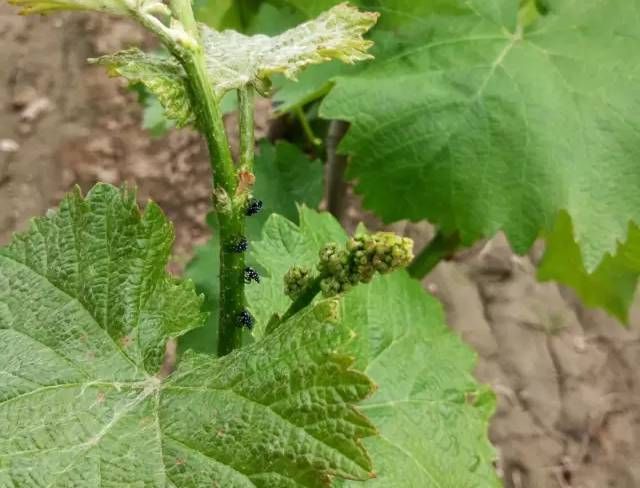 吡虫啉,啶虫脒,氯氰菊酯,高效氟氯氰菊酯等成虫,幼虫啃食葡萄叶片,使