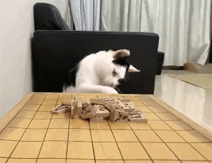 没去参加年会,在家和猫一起下棋,一人一步,也太可爱了吧!