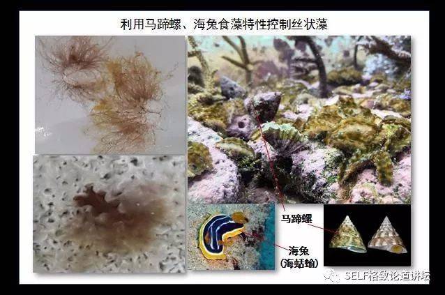 灭绝路上的 贝王 雌雄同体产卵又产精 求生欲很强了 人工繁育 幼虫 新浪科技 新浪网 灭绝路上的 贝王 雌雄同体产卵又产精 求生欲很强了 人工繁育 幼虫 新浪科技 新浪网