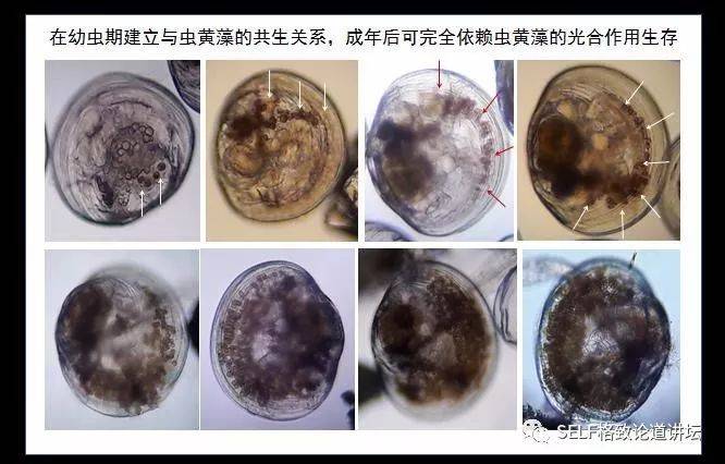 灭绝路上的 贝王 雌雄同体产卵又产精 求生欲很强了 人工繁育 幼虫 新浪科技 新浪网