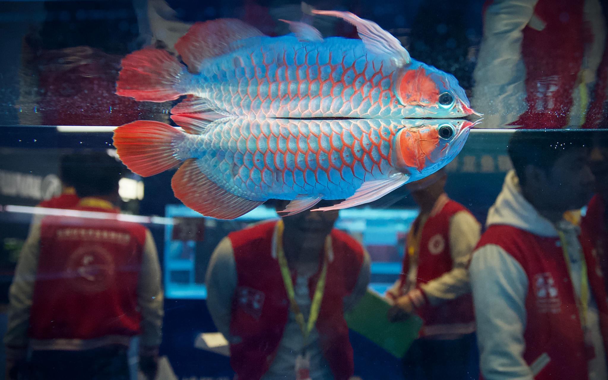 11月20日，长城杯世界龙鱼锦标赛，“参赛者评委”为龙鱼打分。新京报记者 郑新洽 摄