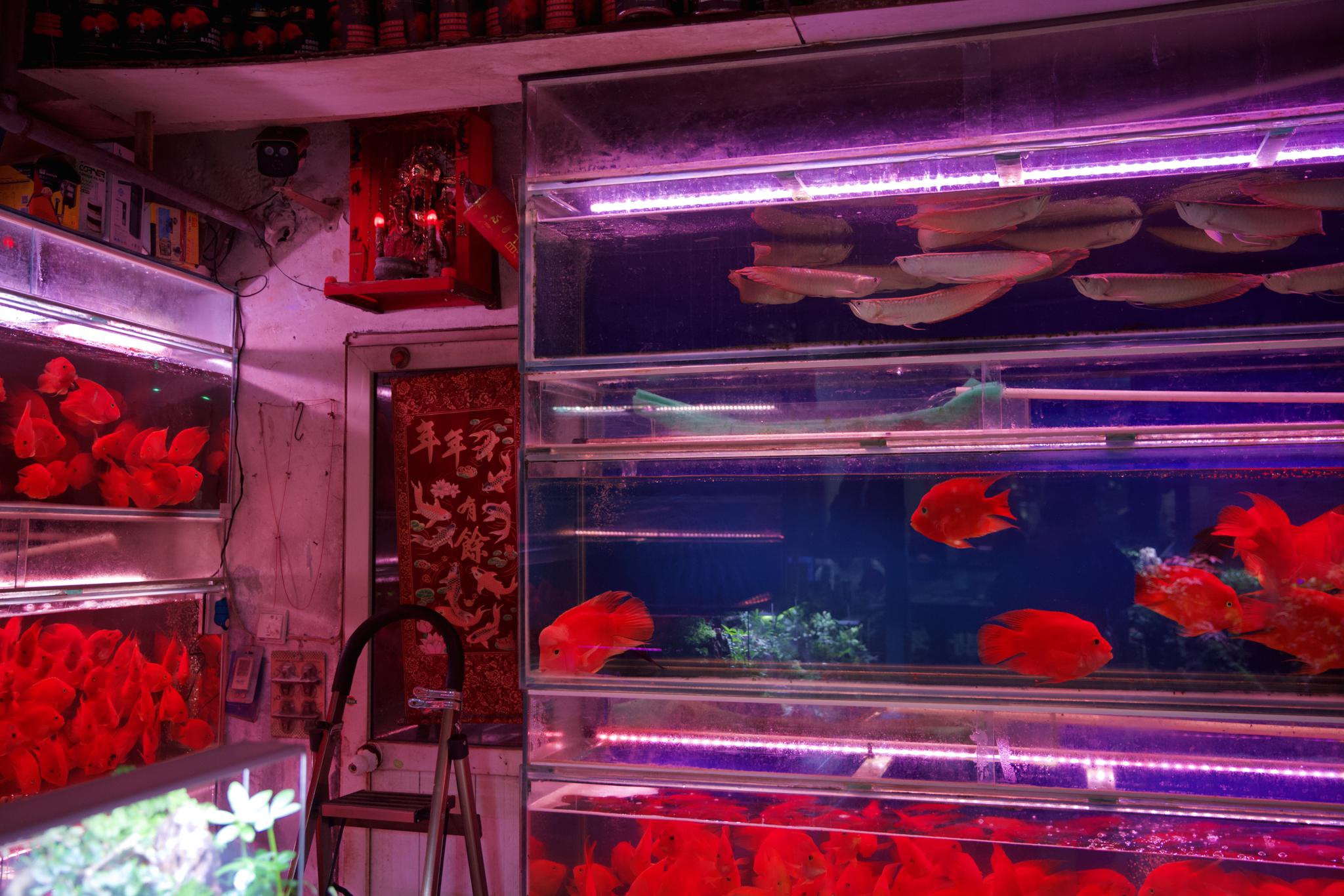 带你走访上海最大的花鸟市场！观赏鱼鱼市！ - 知乎
