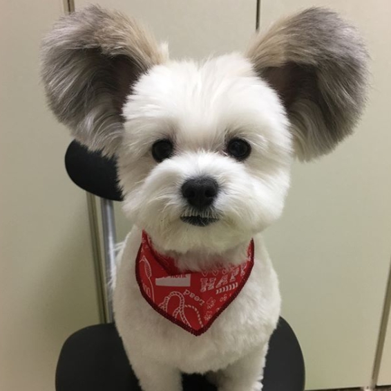 狗狗兔耳似米妮!激萌兔耳狗 goma 让你融化不已!