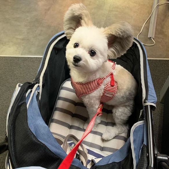 狗狗兔耳似米妮!激萌兔耳狗 goma 让你融化不已!