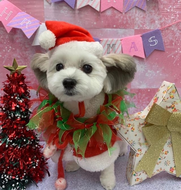 狗狗兔耳似米妮!激萌兔耳狗 goma 让你融化不已!