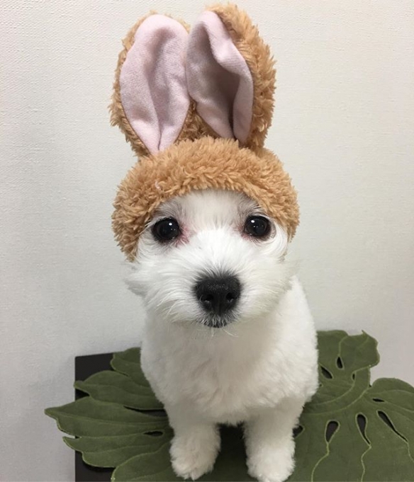 狗狗兔耳似米妮!激萌兔耳狗 goma 让你融化不已!