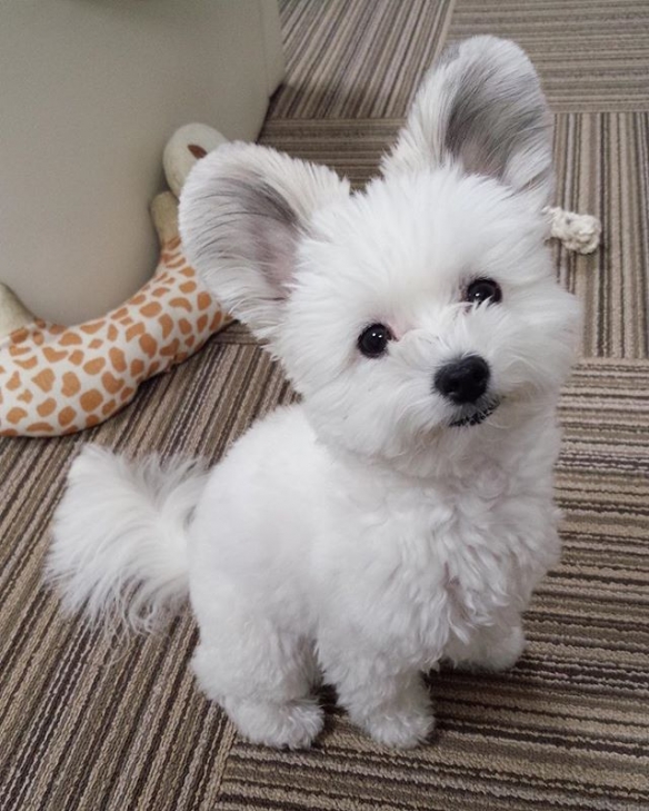 狗狗兔耳似米妮!激萌兔耳狗 goma 让你融化不已!