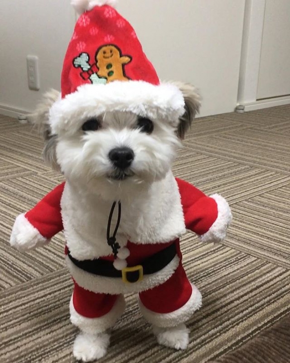 狗狗兔耳似米妮!激萌兔耳狗 goma 让你融化不已!