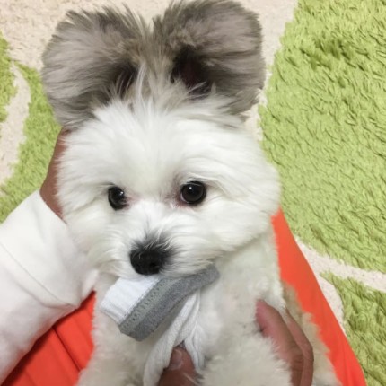 狗狗兔耳似米妮!激萌兔耳狗 goma 让你融化不已!