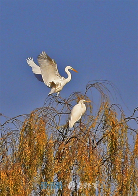 济南美里湖湿地 群鸟飞舞美如画
