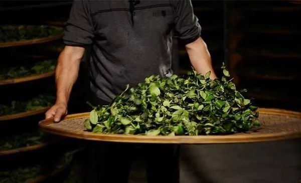 多彩闽茶地表zui强没有之一