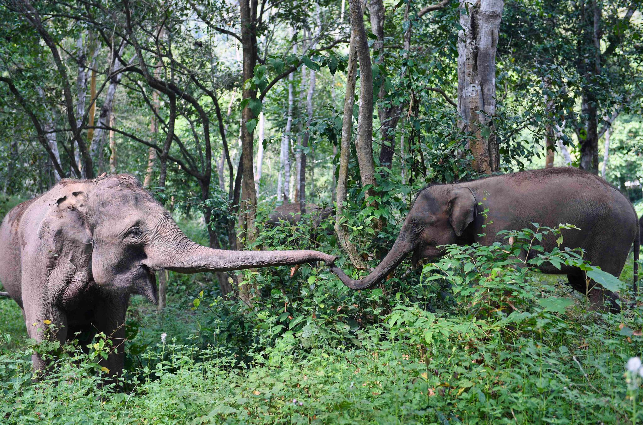 在中国云南亚洲象种源繁育及救助中心附近,两只亚洲象参加野化训( 