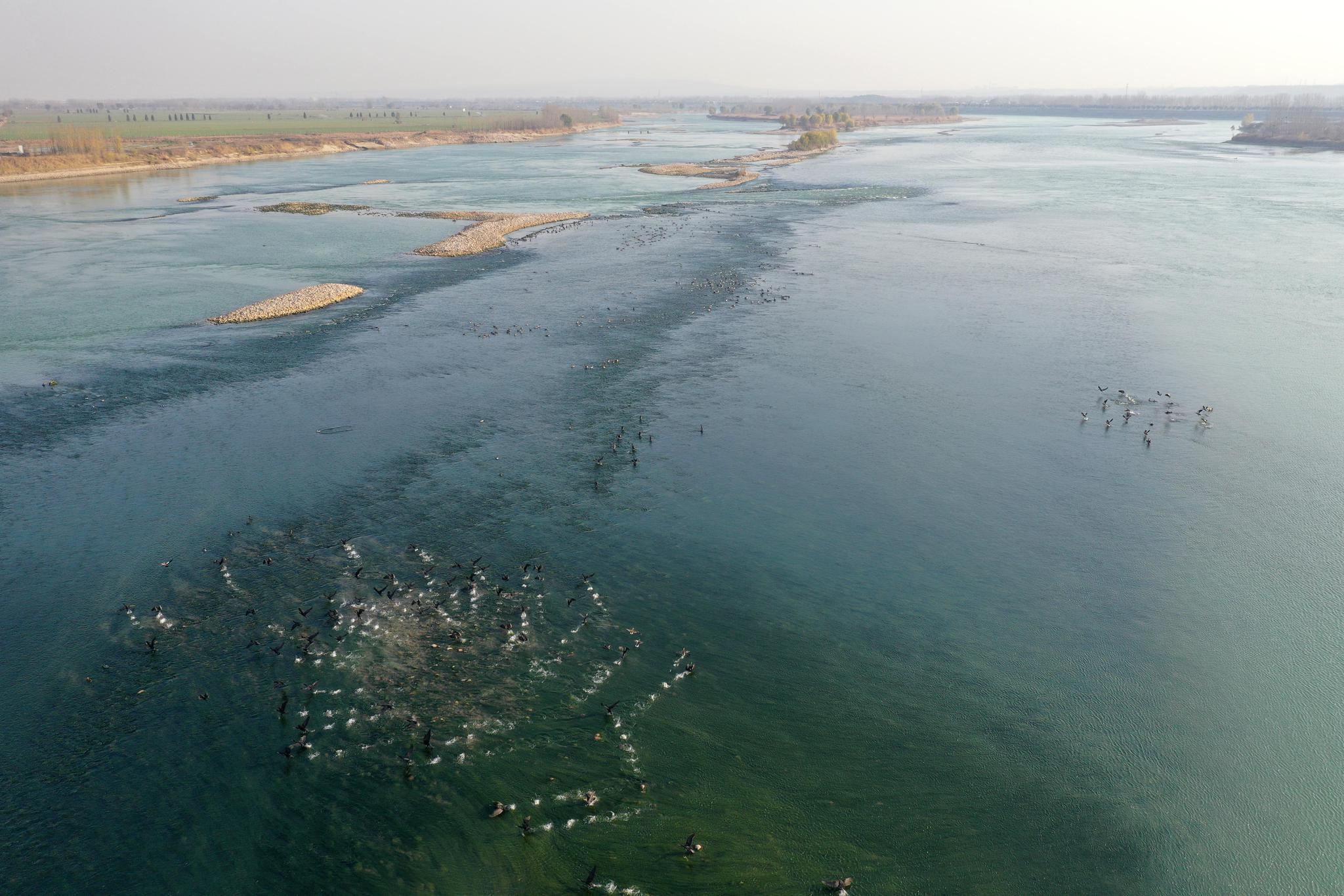 河南洛阳:黄河湿地群鸟翩跹