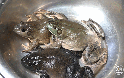 一口就上头就连不吃牛蛙的人来郑州这家店都逃不过真香定律