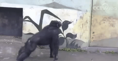 洗刷刷洗刷刷这只黑猩猩是打算进军家政行业吗