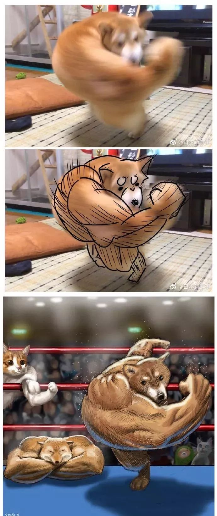 名嘴手一滑张宸见识见识这些肌肉小动物们