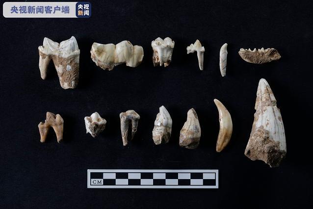 △陕西南郑疥疙洞遗址食肉类动物化石