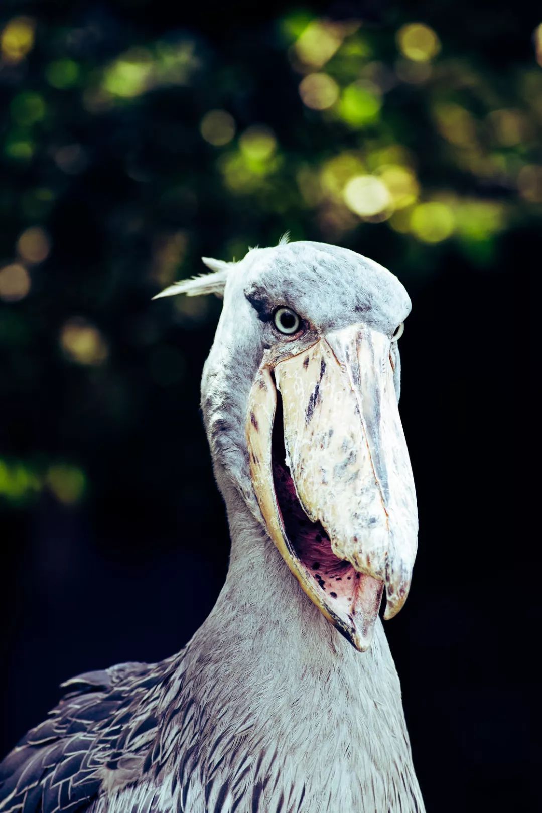 鹬鹛鹀䴓鸻鸫鹟鹎鹪鸲鹆䴙䴘鹒鸺鹠,你都认识吗?