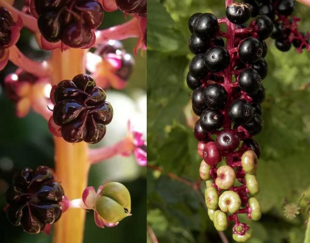 这种野果俗称山萝卜果实漂亮得像葡萄别吃有毒