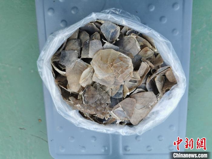 云南普洱一男子非法运输穿山甲片被刑拘
