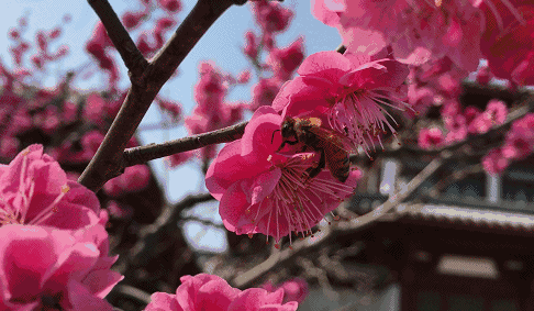 这80句梅花诗,梅花图,梅花歌!发到圈子里,人人赞!