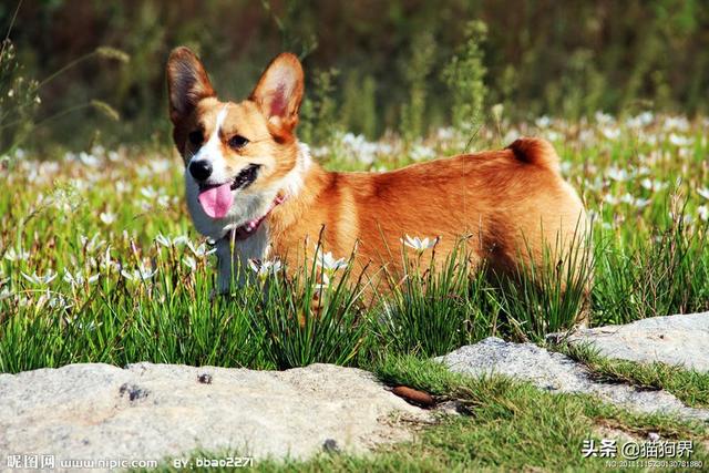 适合柯基犬的训练方式,铲屎官你要学会!#狗狗大明星