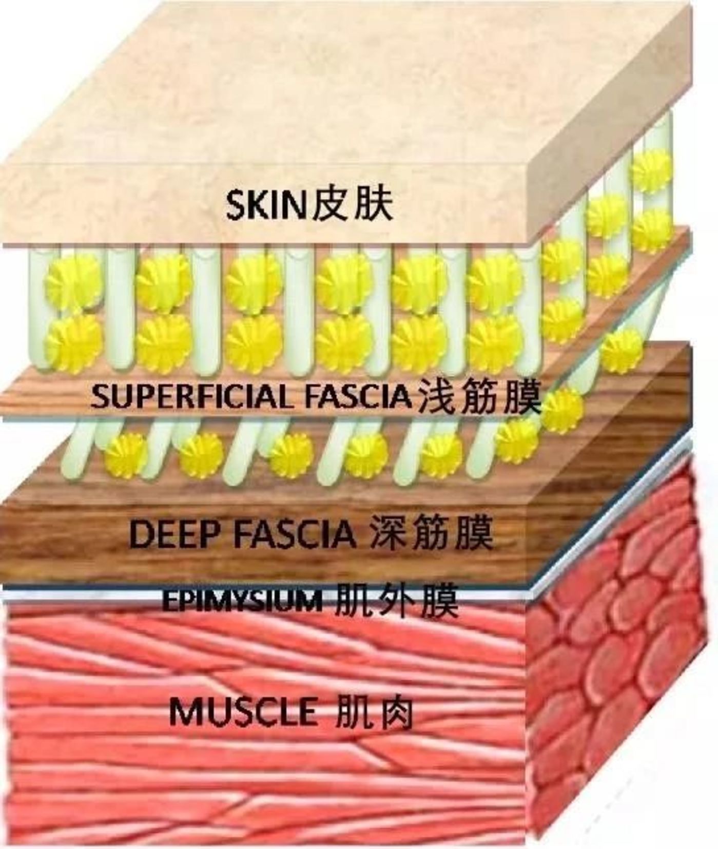皮肤筋膜层次解剖图图片