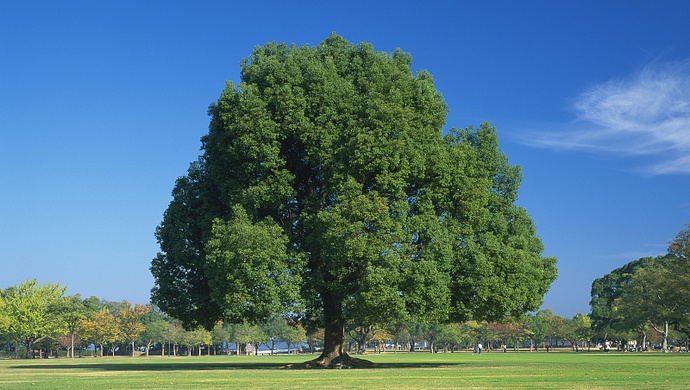 人大代表支招"大树扰民"上观 2020-04-21 15:58:00 卡在了"钱"上面?
