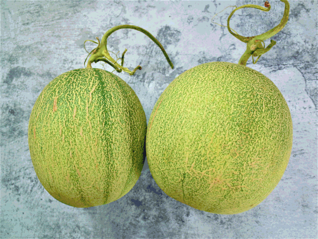 新品哈密瓜甜到牙颤汁水狂流比西瓜还爽10倍冰镇后宛如吃哈根达斯