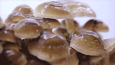 ▲ 酿琳琅满目的野生食用菌，自带山野的清新气息。