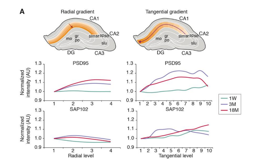 海马区的突触随着年龄增长,会出现变化(图片来源:参考资料[1])研究