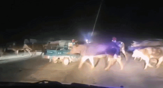 △居民赶着牲畜撤离。来源：阜阳公众网截图