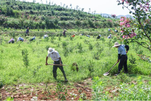△7月初，光山县新天地生态林茶专业合作社里，十多位平均年龄近70岁的老人，正在苗圃花卉园里除草。