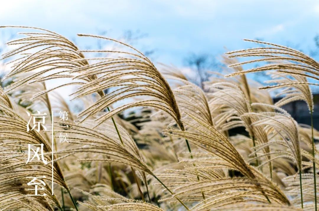 今日立秋:凉风至 万物收