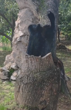 梨树|