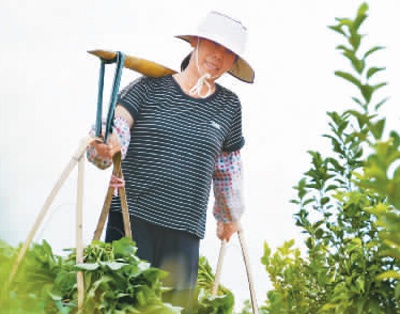 侯彩凤在收菜。陈 鹏摄