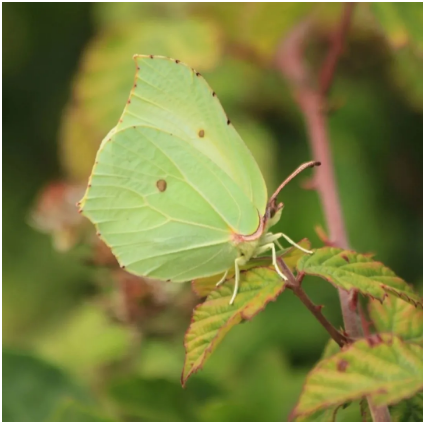 钩粉蝶(gonepteryx rhamni).图片来源:andrew bladon
